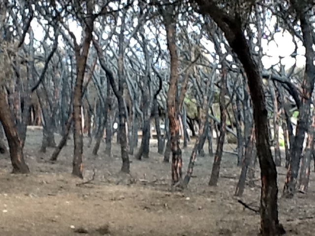 Part de la pineda de Llevant Mar (Gav� Mar) despr�s de ser cremada en dos incendis intencionats consecutius (22 Maig 2012)